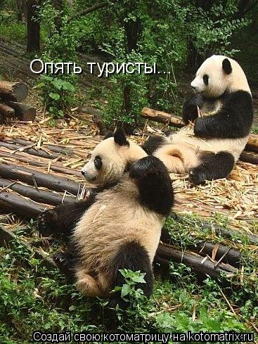 Опять туристы...... Котоматрица: Опять туристы...