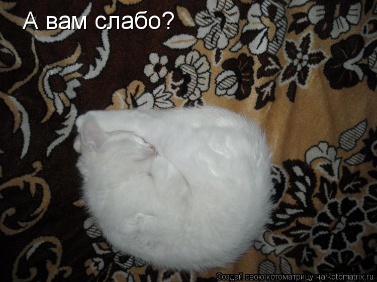 А вам слабо?... Котоматрица: А вам слабо?