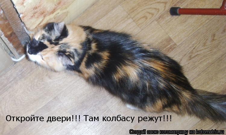 Котоматрица: Откройте двери!!! Там колбасу режут!!!