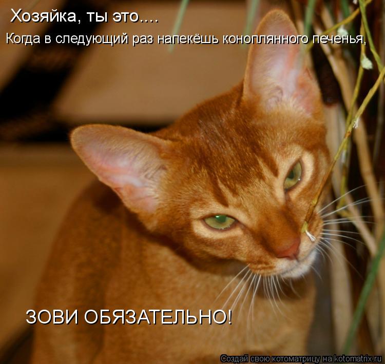Хозяйка, ты это.... Когда в следующий раз напекёшь коноплянного печенья, ЗОВИ ОБЯЗАТЕЛЬНО!... Котоматрица: Хозяйка, ты это.... Когда в следующий раз напекёшь коноплянного печенья, ЗОВИ ОБЯЗАТЕЛЬНО!