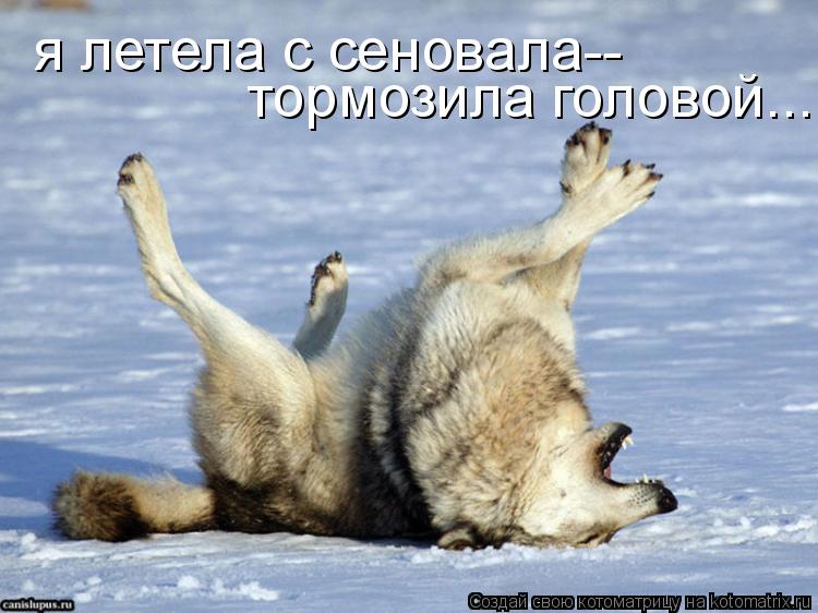 я летела с сеновала-- тормозила головой...... Котоматрица: я летела с сеновала-- тормозила головой...