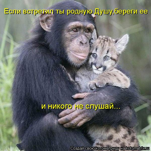 Если встретил ты родную Душу,береги ее и никого не слушай...... Котоматрица: Если встретил ты родную Душу,береги ее и никого не слушай...