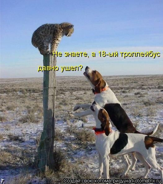 Не знаете, а 18-ый троллейбус давно ушел?... Котоматрица: Не знаете, а 18-ый троллейбус давно ушел?
