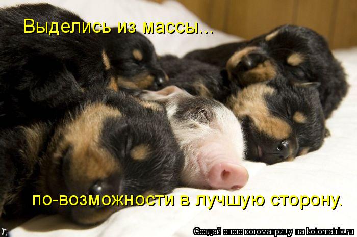 Выделись из массы... по-возможности в лучшую сторону.... Котоматрица: Выделись из массы... по-возможности в лучшую сторону.