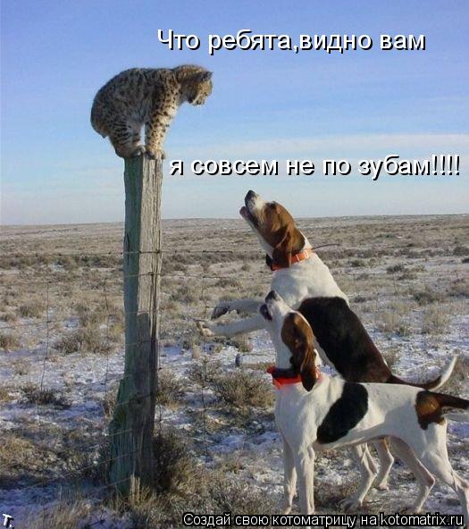 Что ребята,видно вам я совсем не по зубам!!!!... Котоматрица: Что ребята,видно вам я совсем не по зубам!!!!