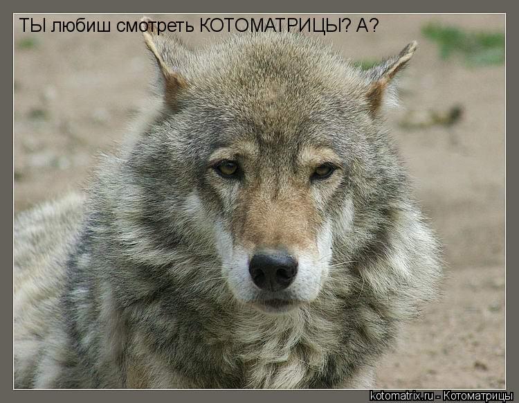 ТЫ любиш смотреть КОТОМАТРИЦЫ? А?... Котоматрица: ТЫ любиш смотреть КОТОМАТРИЦЫ? А?