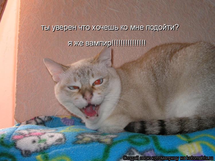 ты уверен что хочешь ко мне подойти? я же вампир!!!!!!!!!!!!!!!... Котоматрица: ты уверен что хочешь ко мне подойти? я же вампир!!!!!!!!!!!!!!!