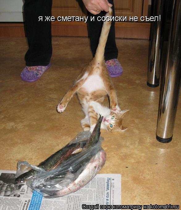 я же сметану и сосиски не съел!... Котоматрица: я же сметану и сосиски не съел!