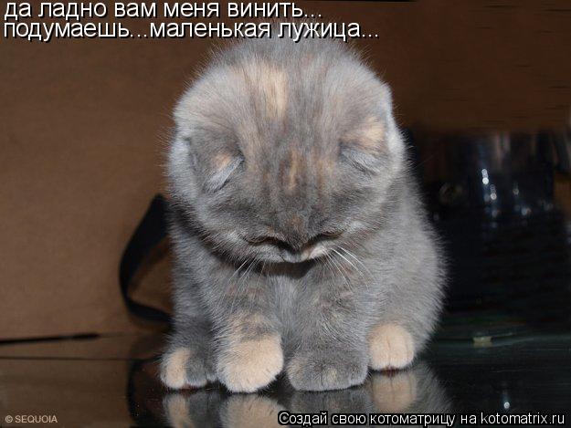 да ладно вам меня винить... подумаешь...маленькая лужица...... Котоматрица: да ладно вам меня винить... подумаешь...маленькая лужица...