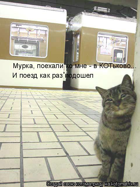 Мурка, поехали ко мне - в КОТьково... И поезд как раз подошел... Котоматрица: Мурка, поехали ко мне - в КОТьково... И поезд как раз подошел