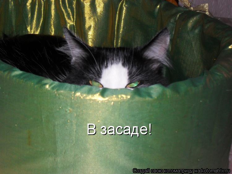 В засаде!... Котоматрица: В засаде!