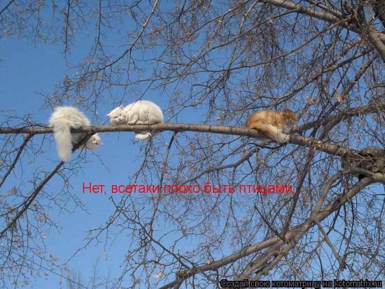 Нет, всетаки плохо быть птицами...... Котоматрица: Нет, всетаки плохо быть птицами...