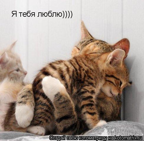 Я тебя люблю))))... Котоматрица: Я тебя люблю))))