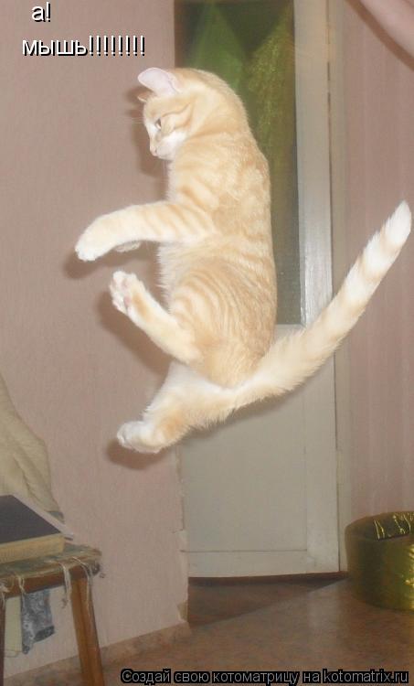 а! мышь!!!!!!!!... Котоматрица: а! мышь!!!!!!!!