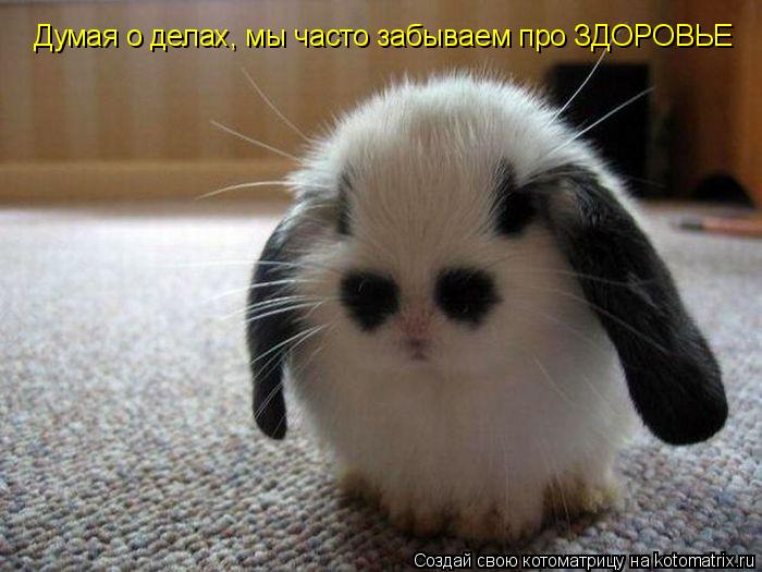 Думая о делах, мы часто забываем про ЗДОРОВЬЕ... Котоматрица: Думая о делах, мы часто забываем про ЗДОРОВЬЕ