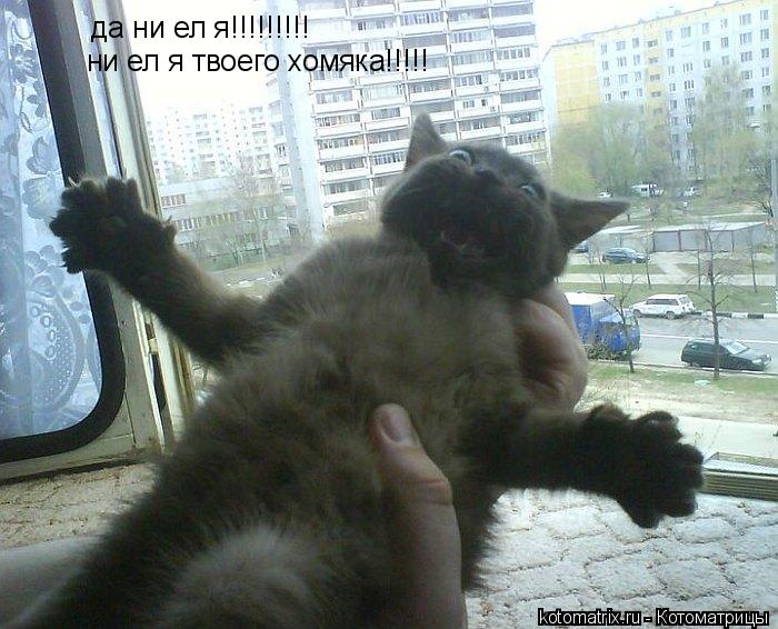 да ни ел я!!!!!!!!! ни ел я твоего хомяка!!!!!... Котоматрица: да ни ел я!!!!!!!!! ни ел я твоего хомяка!!!!!