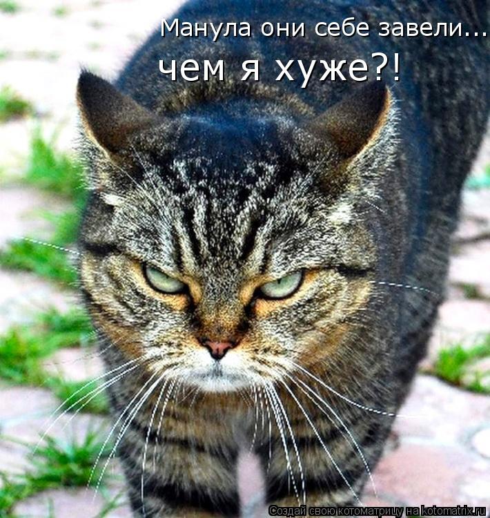 Манула они себе завели... чем я хуже?!... Котоматрица: Манула они себе завели... чем я хуже?!