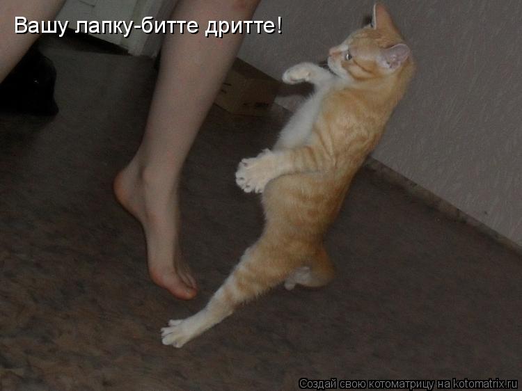 Вашу лапку-битте дритте!... Котоматрица: Вашу лапку-битте дритте!