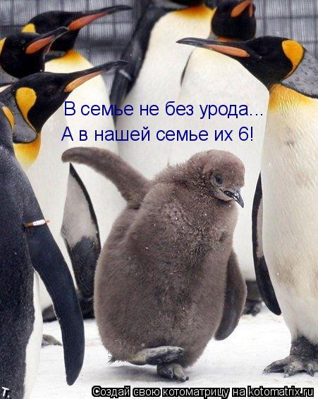 В семье не без урода... А в нашей семье их 6!... Котоматрица: В семье не без урода... А в нашей семье их 6!
