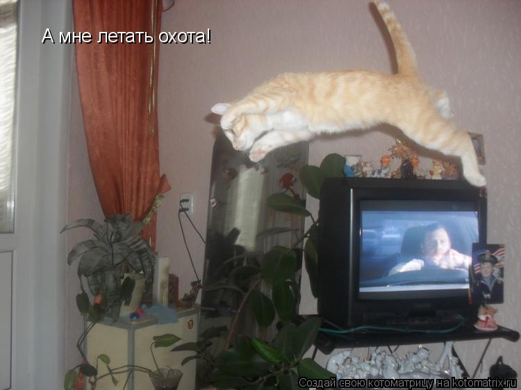 А мне летать охота!... Котоматрица: А мне летать охота!