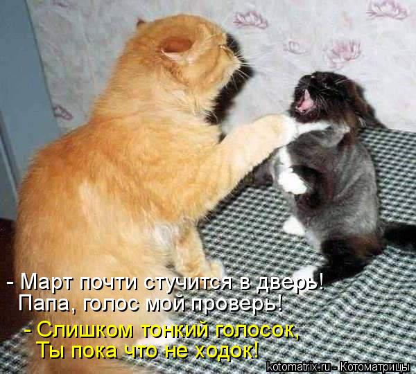 - Март почти стучится в дверь! Папа, голос мой проверь! - Слишком тонкий голосок, Ты пока что не ходо... Котоматрица: - Март почти стучится в дверь! Папа, голос мой проверь! - Слишком тонкий голосок, Ты пока что не ходок!
