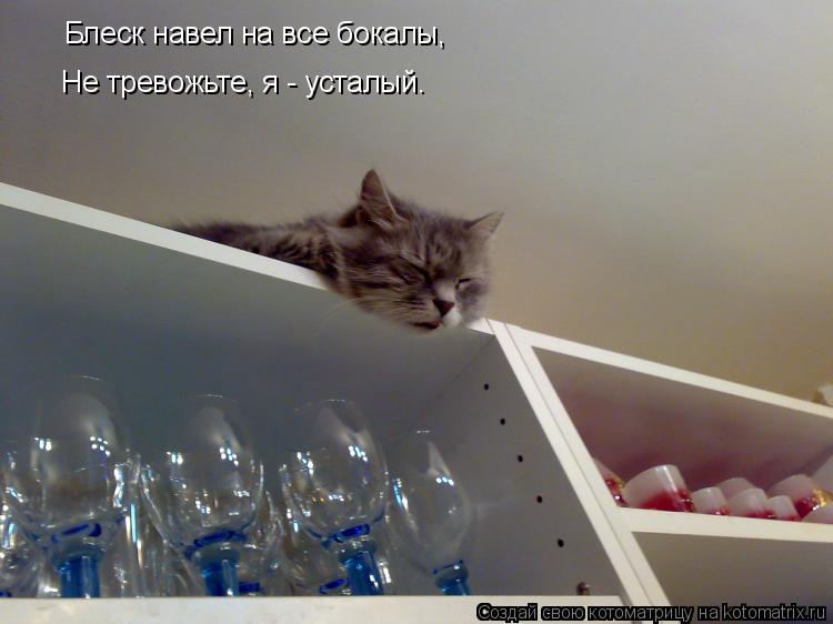 Блеск навел на все бокалы, Не тревожьте, я - усталый.... Котоматрица: Блеск навел на все бокалы, Не тревожьте, я - усталый.
