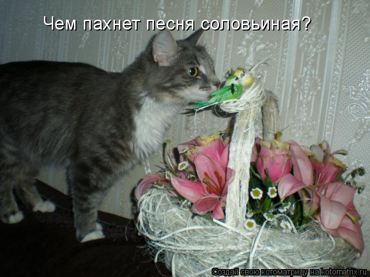 Чем пахнет песня соловьиная?... Котоматрица: Чем пахнет песня соловьиная?