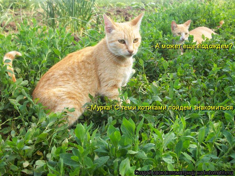 - Мурка! С теми котиками пойдем знакомиться ? - А может еще подождем?... Котоматрица: - Мурка! С теми котиками пойдем знакомиться ? - А может еще подождем?