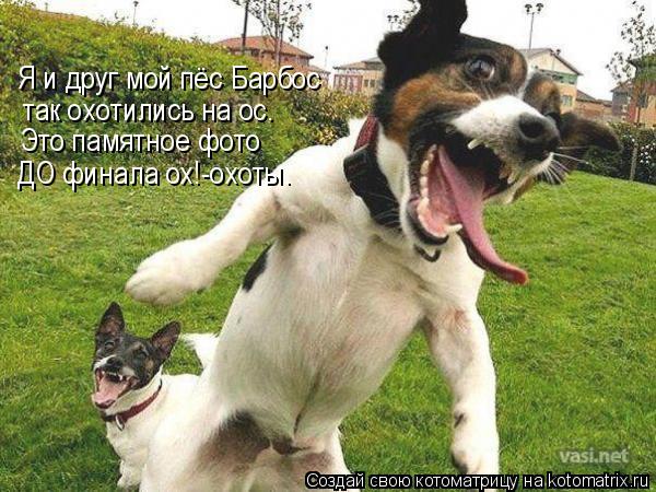 Я и друг мой пёс Барбос так охотились на ос. Это памятное фото ДО финала ох!-охоты.... Котоматрица: Я и друг мой пёс Барбос так охотились на ос. Это памятное фото ДО финала ох!-охоты.