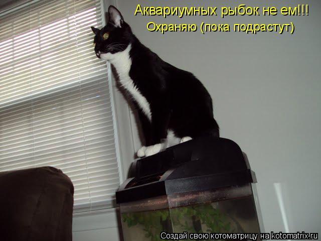 Аквариумных рыбок не ем!!! Охраняю (пока подрастут)... Котоматрица: Аквариумных рыбок не ем!!! Охраняю (пока подрастут)
