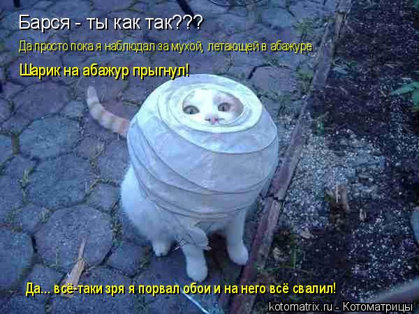 Барся - ты как так??? Да просто пока я наблюдал за мухой, летающей в абажуре Шарик на абажур прыгнул!... Котоматрица: Барся - ты как так??? Да просто пока я наблюдал за мухой, летающей в абажуре Шарик на абажур прыгнул! Да... всё-таки зря я порвал обои и на него в