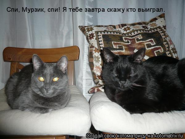 Спи, Мурзик, спи! Я тебе завтра скажу кто выиграл.... Котоматрица: Спи, Мурзик, спи! Я тебе завтра скажу кто выиграл.