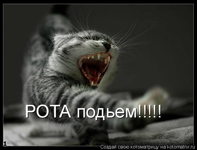 РОТА подьем!!!!!... Котоматрица: РОТА подьем!!!!!