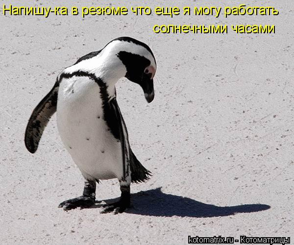 солнечными часами Напишу-ка в резюме что еще я могу работать... Котоматрица: солнечными часами Напишу-ка в резюме что еще я могу работать