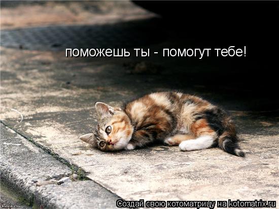 поможешь ты - помогут тебе!... Котоматрица: поможешь ты - помогут тебе!
