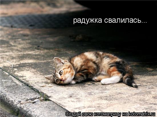 радужка свалилась...... Котоматрица: радужка свалилась...