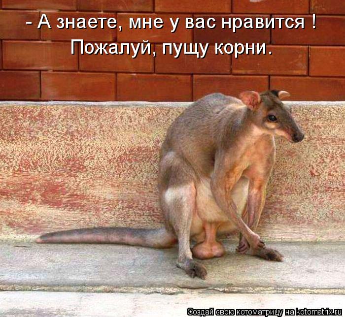 - А знаете, мне у вас нравится ! Пожалуй, пущу корни.... Котоматрица: - А знаете, мне у вас нравится ! Пожалуй, пущу корни.