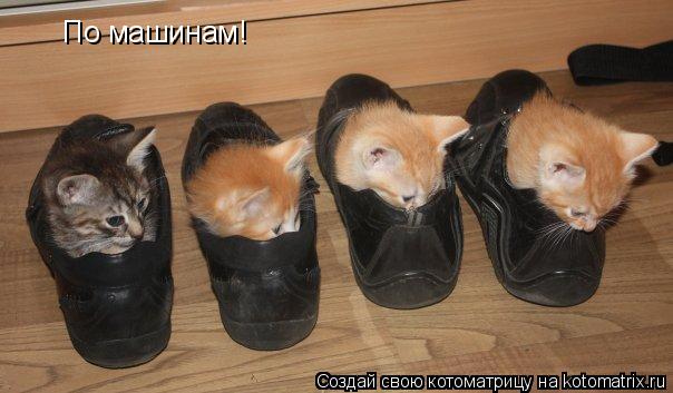 По машинам!... Котоматрица: По машинам!