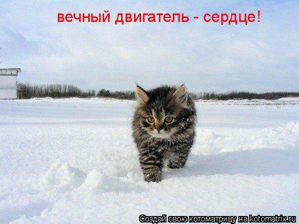 вечный двигатель - сердце!... Котоматрица: вечный двигатель - сердце!