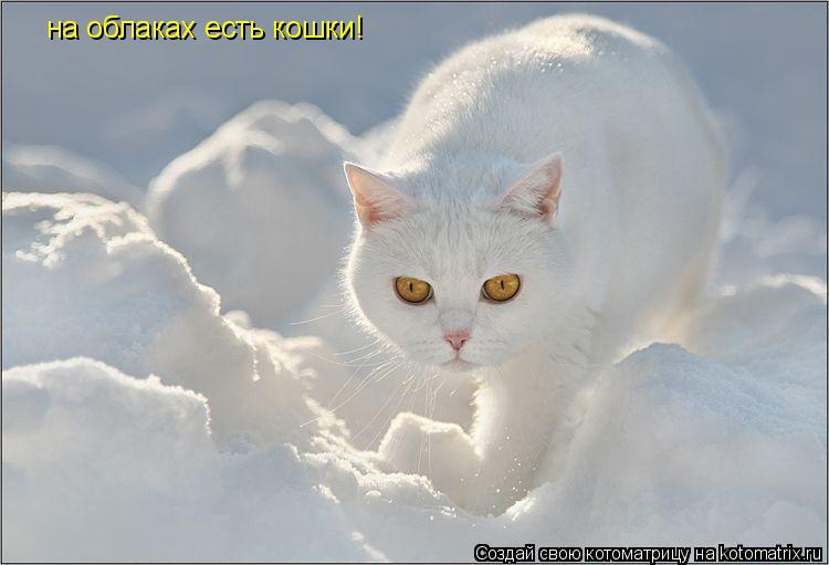на облаках есть кошки!... Котоматрица: на облаках есть кошки!
