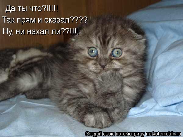 Да ты что?!!!!! Так прям и сказал???? Ну, ни нахал ли??!!!!... Котоматрица: Да ты что?!!!!! Так прям и сказал???? Ну, ни нахал ли??!!!!