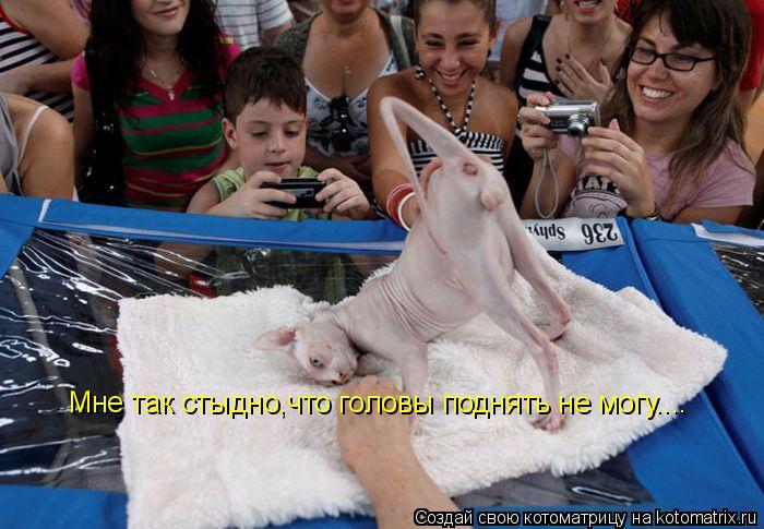 Мне так стыдно,что головы поднять не могу....... Котоматрица: Мне так стыдно,что головы поднять не могу....