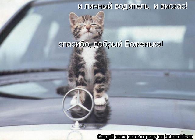 и личный водитель, и вискас! спасибо, добрый Боженька!... Котоматрица: и личный водитель, и вискас! спасибо, добрый Боженька!