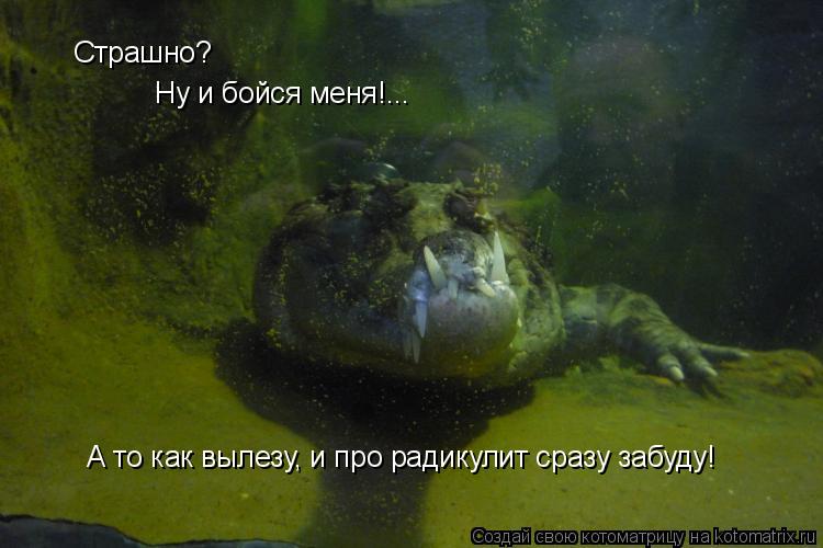 Страшно? Ну и бойся меня!... А то как вылезу, и про радикулит сразу забуду!... Котоматрица: Страшно? Ну и бойся меня!... А то как вылезу, и про радикулит сразу забуду!