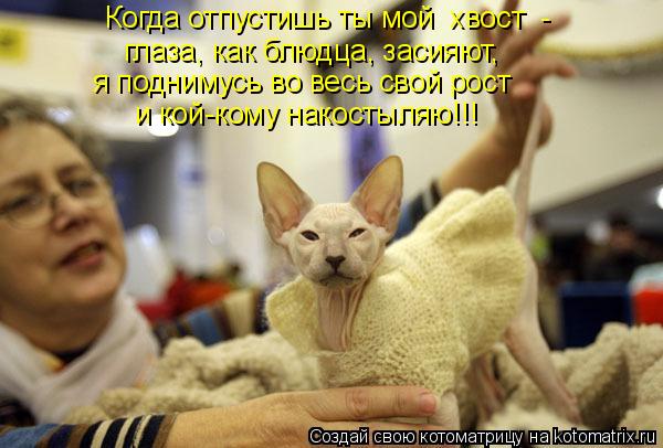 Когда отпустишь ты мой хвост - глаза, как блюдца, засияют, я поднимусь во весь свой рост и кой-к... Котоматрица: Когда отпустишь ты мой хвост - глаза, как блюдца, засияют, я поднимусь во весь свой рост и кой-кому накостыляю!!!