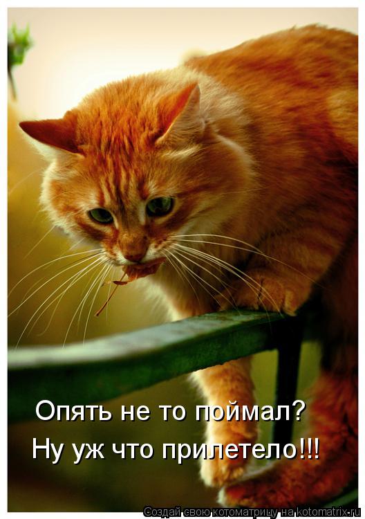 Котоматрица: Опять не то поймал? Ну уж что прилетело!!!