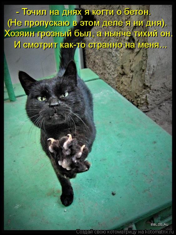Котоматрица: - Точил на днях я когти о бетон. (Не пропускаю в этом деле я ни дня). Хозяин грозный был, а нынче тихий он. И смотрит как-то странно на меня...