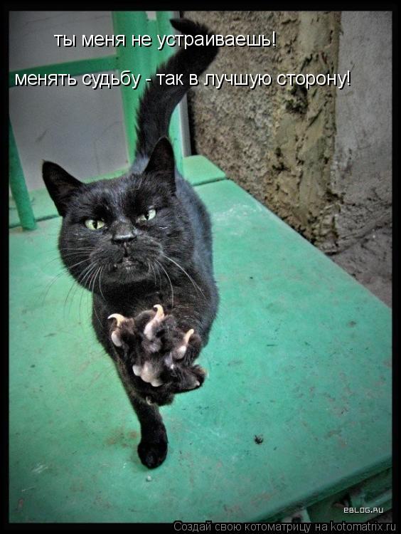 ты меня не устраиваешь! менять судьбу - так в лучшую сторону!... Котоматрица: ты меня не устраиваешь! менять судьбу - так в лучшую сторону!