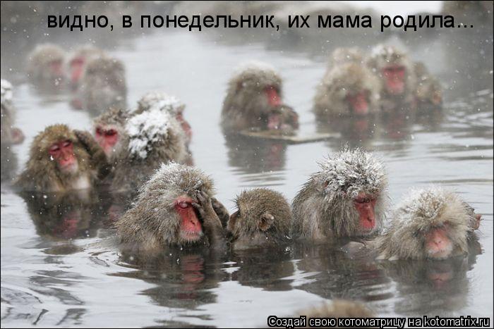видно, в понедельник, их мама родила...... Котоматрица: видно, в понедельник, их мама родила...
