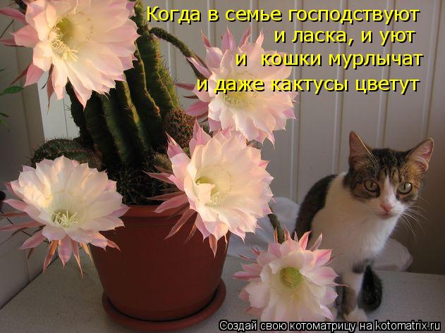 Когда в семье господствуют и ласка, и уют и кошки мурлычат и даже кактусы цветут... Котоматрица: Когда в семье господствуют и ласка, и уют и кошки мурлычат и даже кактусы цветут
